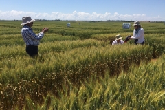 39. Fernando y Pilar toman muestras de roya