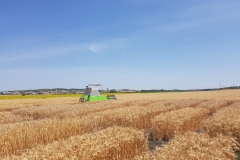 43. Cosecha en Ecija