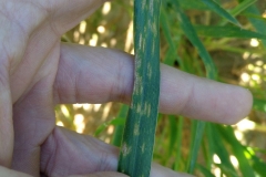 05. Sintomas de Septoria tritici