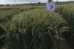 15. Buen triticale en Tejada