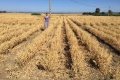 31. Ensayos garbanzo maduros