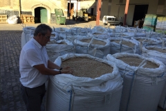 32. Cosecha de ITUCI