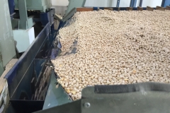 34. Procesado de semila de ITUCI