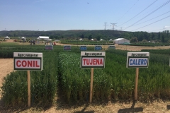 2. Variedades Agrovegetal en GENVCE 18