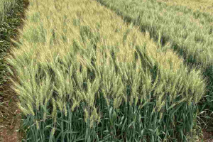 02.-Santaella-en-Albacete