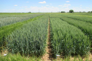 03.-Don-RIcardo-Don-Ferran