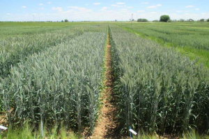 05.-Rumboso-Saleroso