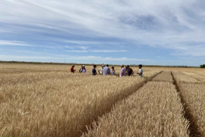 06.-Ensayos-ITAP-maduros