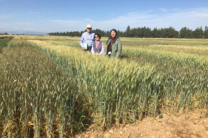 11.-Ensayos-de-IRTA-en-Sucs