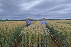 13.-Ensayos-triticale