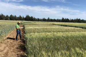 14.-Ensayos-trigo-duro-en-Lleida