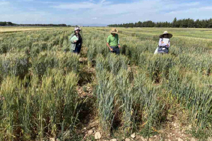 15.-Seleccion-en-viveros-de-IRTA