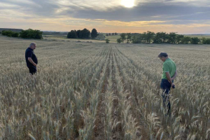 18.-Triticale-sufriendo-por-la-sequia