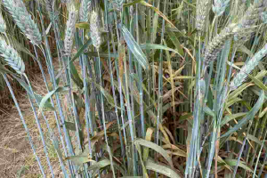 22.-triticale-con-roya-de-la-hoja