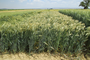 01.-Rumboso-en-Egea
