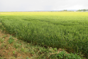 02.-Don-Ferran-en-Egea