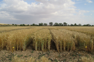 03.-Triticales-en-Zuera