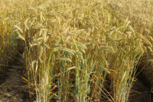 04.-Valeroso-en-Zuera