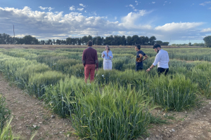 07.-Viveros-de-seleccion-del-IRTA