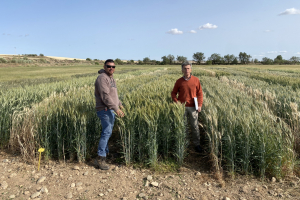 14.-Ensayos-en-Aragon