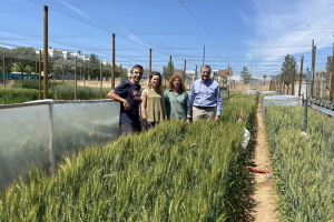16.-Ensayos-de-proyecto-HeWaWheat-en-Lleida