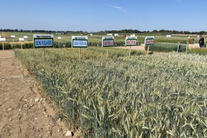 24.-Triticales-de-Agrovegetal