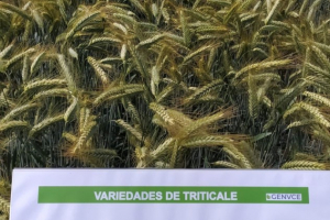 25.-Valeroso