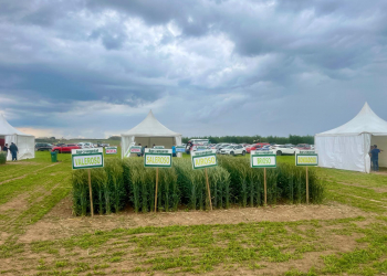 02.-Vitrina-triticales-en-CULTIVA