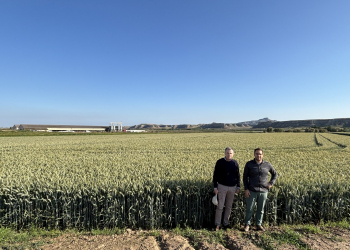 05.-Produccion-de-triticale-RUMBOSO-en-regadio