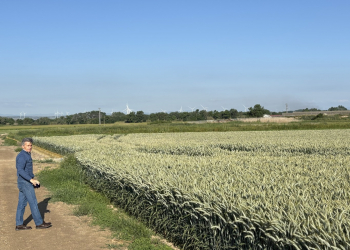 06.-Produccion-de-triticale-RUMBOSO-en-Tauste