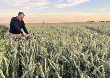 07.-Espigas-de-RUMBOSO