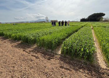 08.-Ensayos-del-IRTA-en-Girona