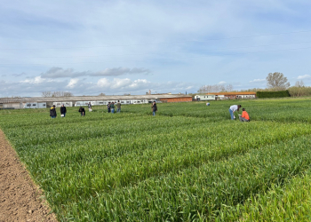 09.-Ensayos-CLIMSOSTRIGO-en-Girona