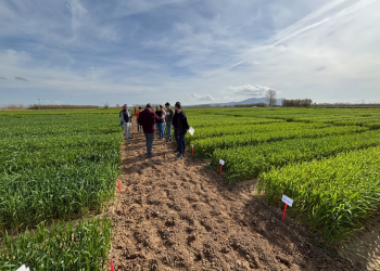 11.-Joan-explicando-el-ensayo-CLIMSOSTRIGO