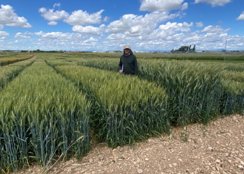 12.-Ensayo-Agrovegetal-en-IRTA-Lleida