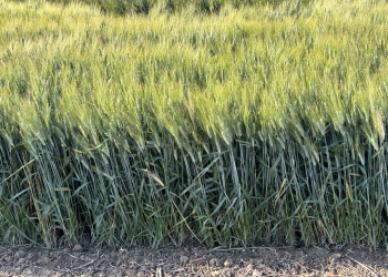 13.-Trigo-duro-en-regadio