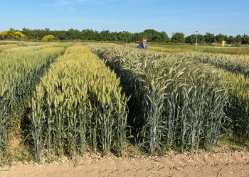 15.-Ensayo-harineros-y-triticales-Agrovegetal