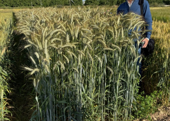 16.-Nueva-variedad-de-triticale