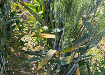 17.-Duro-con-roya-amarilla