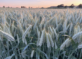 21.-Espigas-de-RUMBOSO