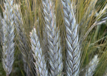 22.-Espigas-de-triticale-en-riego