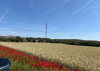 23.-Multiplicacion-de-triticale-en-Girona