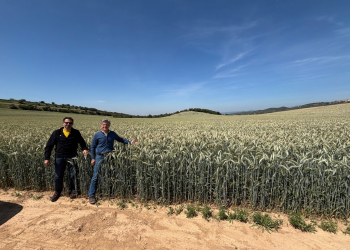 24.-Parcela-de-IMPERIOSO-en-Girona