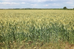 Ensayos Córdoba