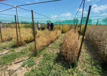 02.-Ensayos-identificacion-de-guisantes