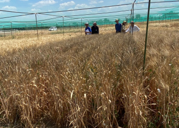 03.-Ensayos-identificacion-cereales