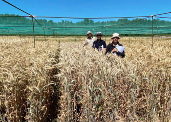 05.-Triticale