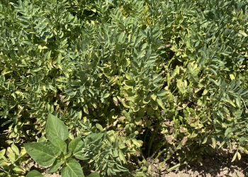 08.-Cuajado-de-habas-en-Lleida-15-mayo