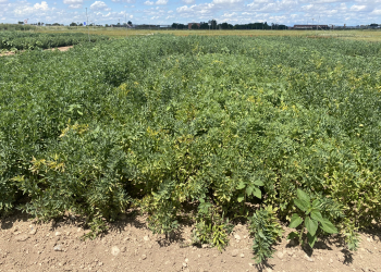 09.-Variedades-de-habas-de-ciclo-corto-en-Lleida-