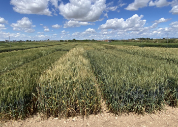 10.-THA-4290-en-ensayo-de-OEVV